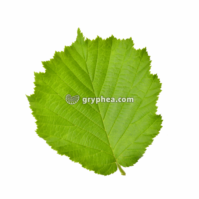 Noisetier - feuille (Coryllus avellana) - gryphea.com